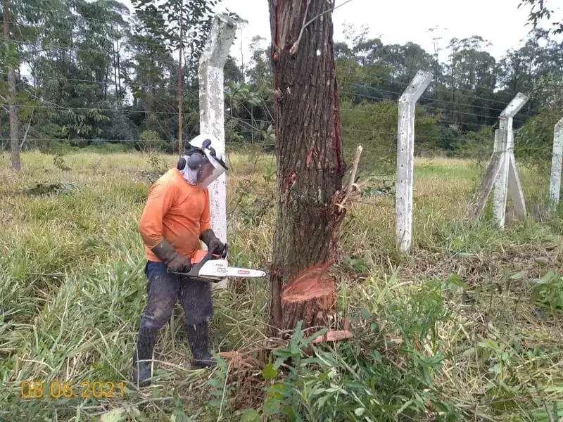Profissional realizando corte controlado de árvore
